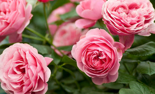 roses-tips