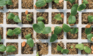 Advancing Your Seed Germination Game: Innovative Techniques and Sustainable Practices