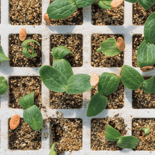 Advancing Your Seed Germination Game: Innovative Techniques and Sustainable Practices