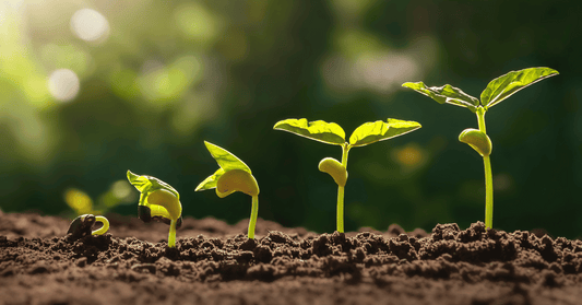Seeds of Change: Mastering Germination for Bountiful Gardens