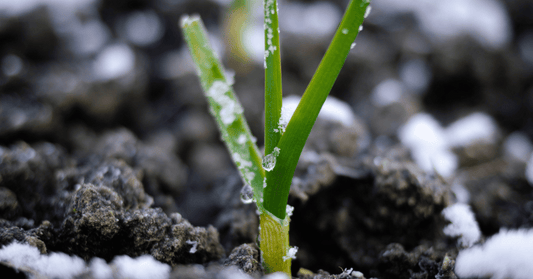 The Art of Soil Care in Winter: Maintaining Organic Fertility for a Flourishing Spring Garden