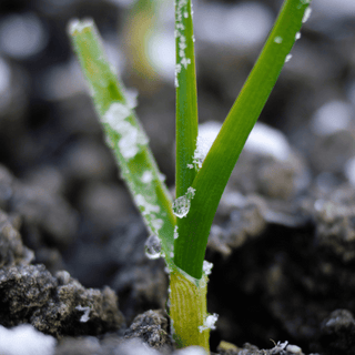 The Art of Soil Care in Winter: Maintaining Organic Fertility for a Flourishing Spring Garden