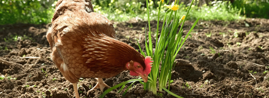 backyard-chicken