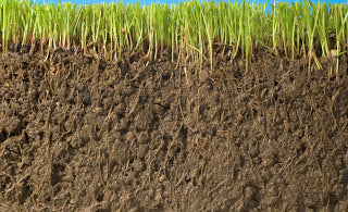 soil
