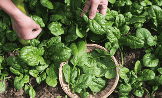 Grow Perfect Spinach with EM-1®