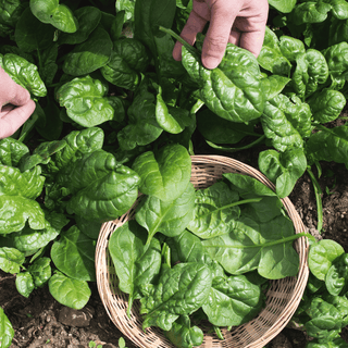 Grow Perfect Spinach with EM-1®