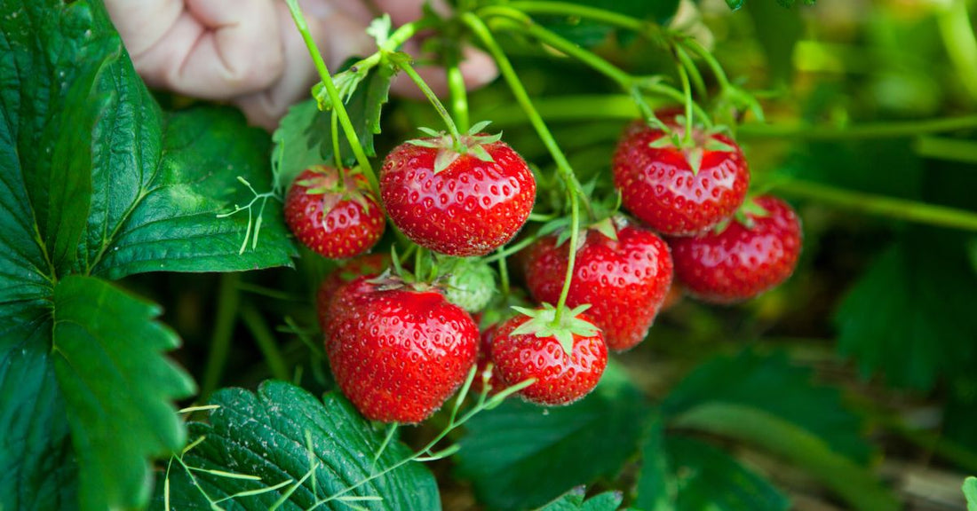 strawberry-growing