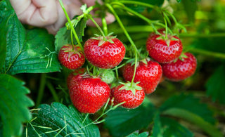 strawberry-growing