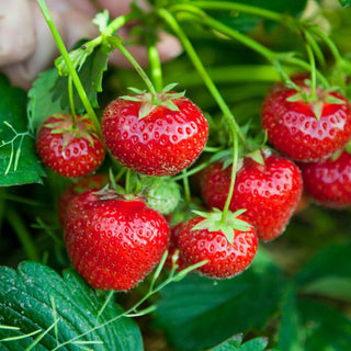 strawberry-growing