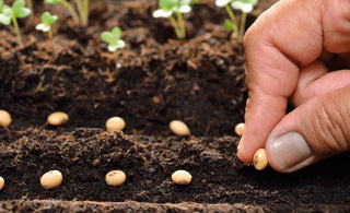 The Essential Guide to Seed Germination for Organic Gardeners