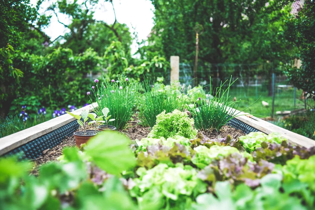 Home Gardening 101: Everything You Need to Know About Starting a Sustainable Backyard Garden