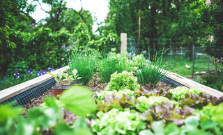 Home Gardening 101: Everything You Need to Know About Starting a Sustainable Backyard Garden