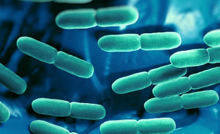 bacteria-banner