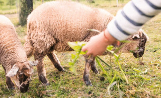 homesteading-effective