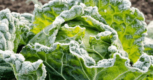 5 Essential Organic Gardening Tasks to Tackle in Winter