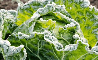 5 Essential Organic Gardening Tasks to Tackle in Winter