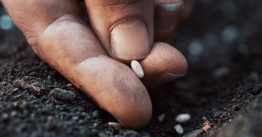 A Comprehensive Guide for Organic Gardeners: Researching, Choosing Seeds, and Starting Seeds Indoors