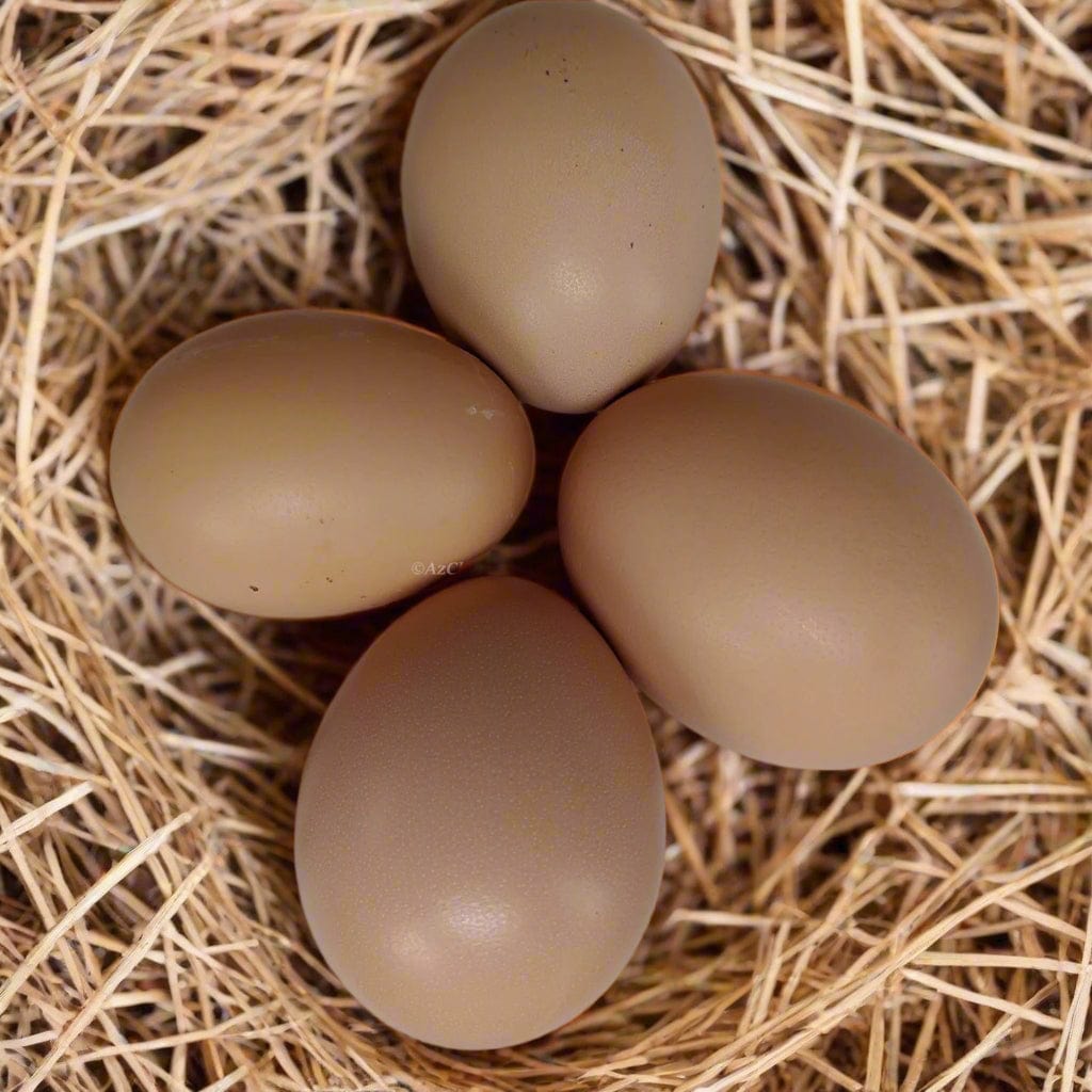 Az Chickens Black Sex-Link Chicks – Buy 10 + 5 Bonus Free (15 All-Female, Shipping Included)
