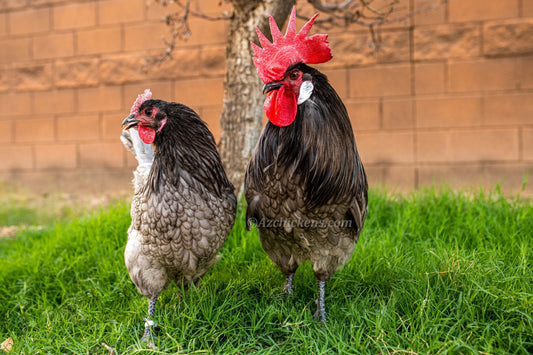 Az Chickens Blue Bresse Chickens Blue American Bresse Chicks - Buy 10 + 5 Bonus Free (Unsexed, Shipping Included)