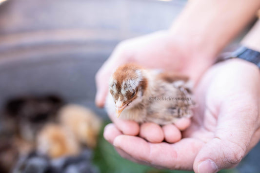 Az Chickens Easter Egger Chicks – Buy 10 + 5 Bonus Free (15 All-Female, Shipping Included)