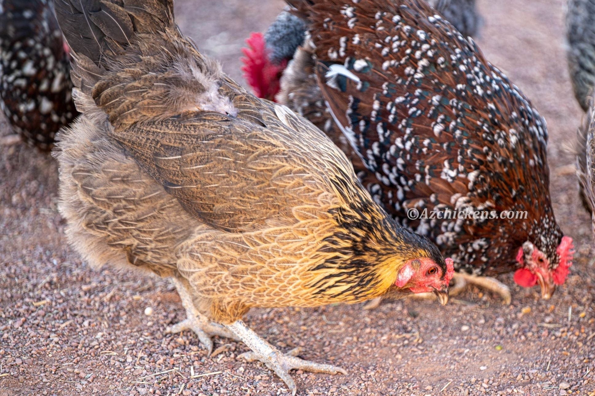 Az Chickens Easter Egger Chicks – Buy 10 + 5 Bonus Free (15 All-Female, Shipping Included)