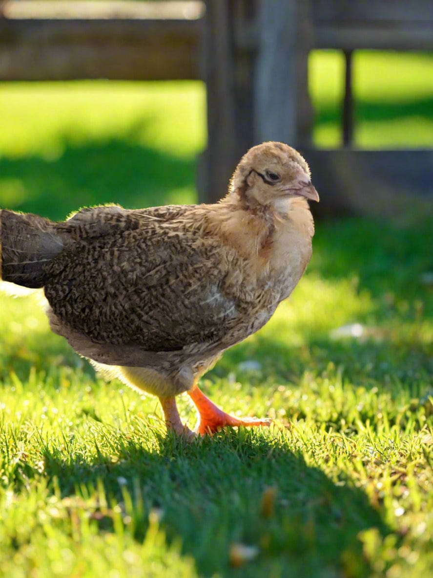 Az Chickens Easter Egger Chicks – Buy 10 + 5 Bonus Free (15 All-Female, Shipping Included)