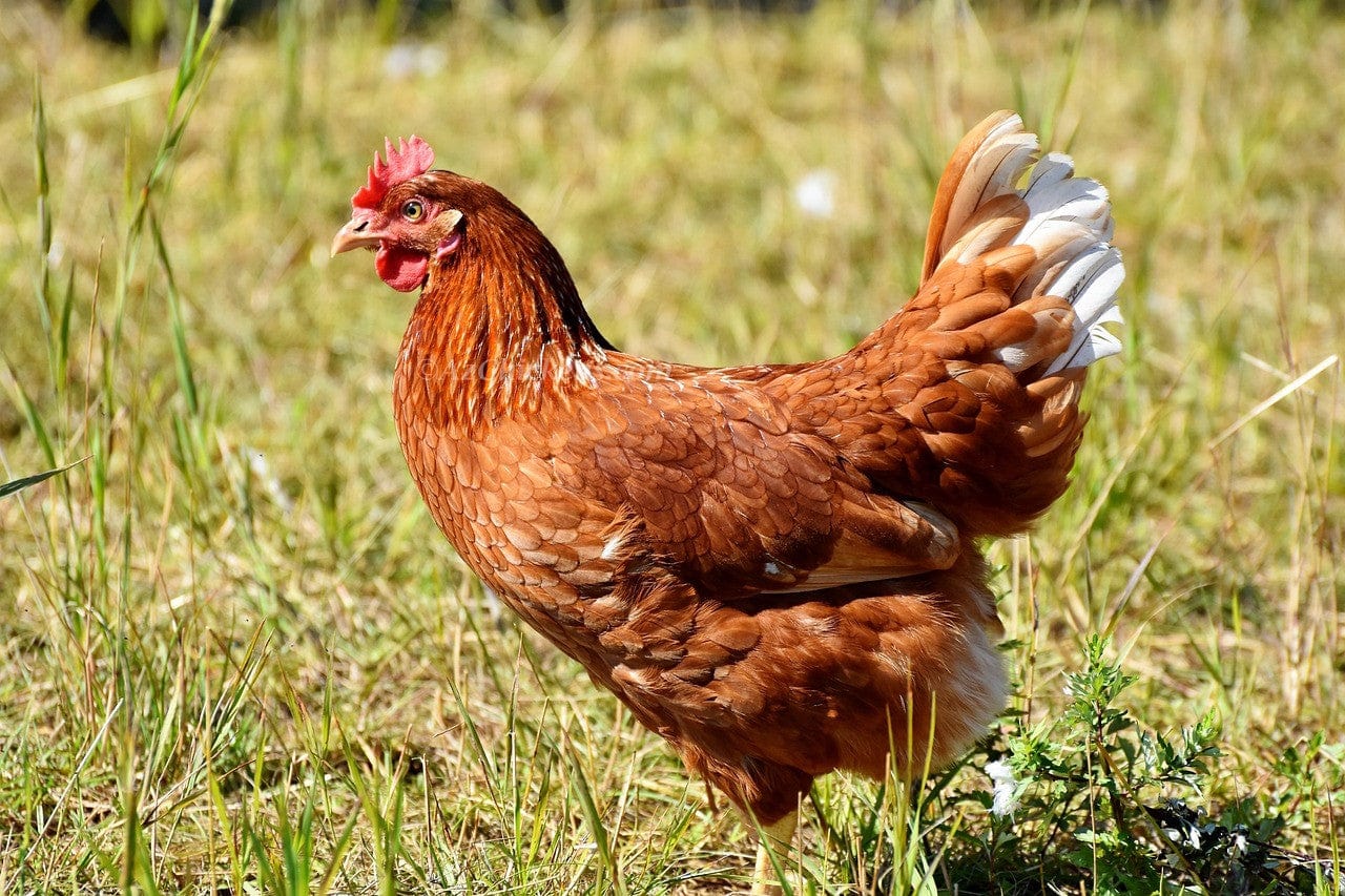 Az Chickens Golden Comet (ISA Brown / Red Sex-Link) Chicks – Buy 10 + 5 Bonus Free (15 All-Female, Shipping Included)