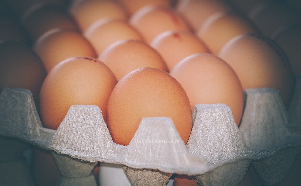 Az Chickens Golden Comet (ISA Brown / Red Sex-Link) Chicks – Buy 10 + 5 Bonus Free (15 All-Female, Shipping Included)
