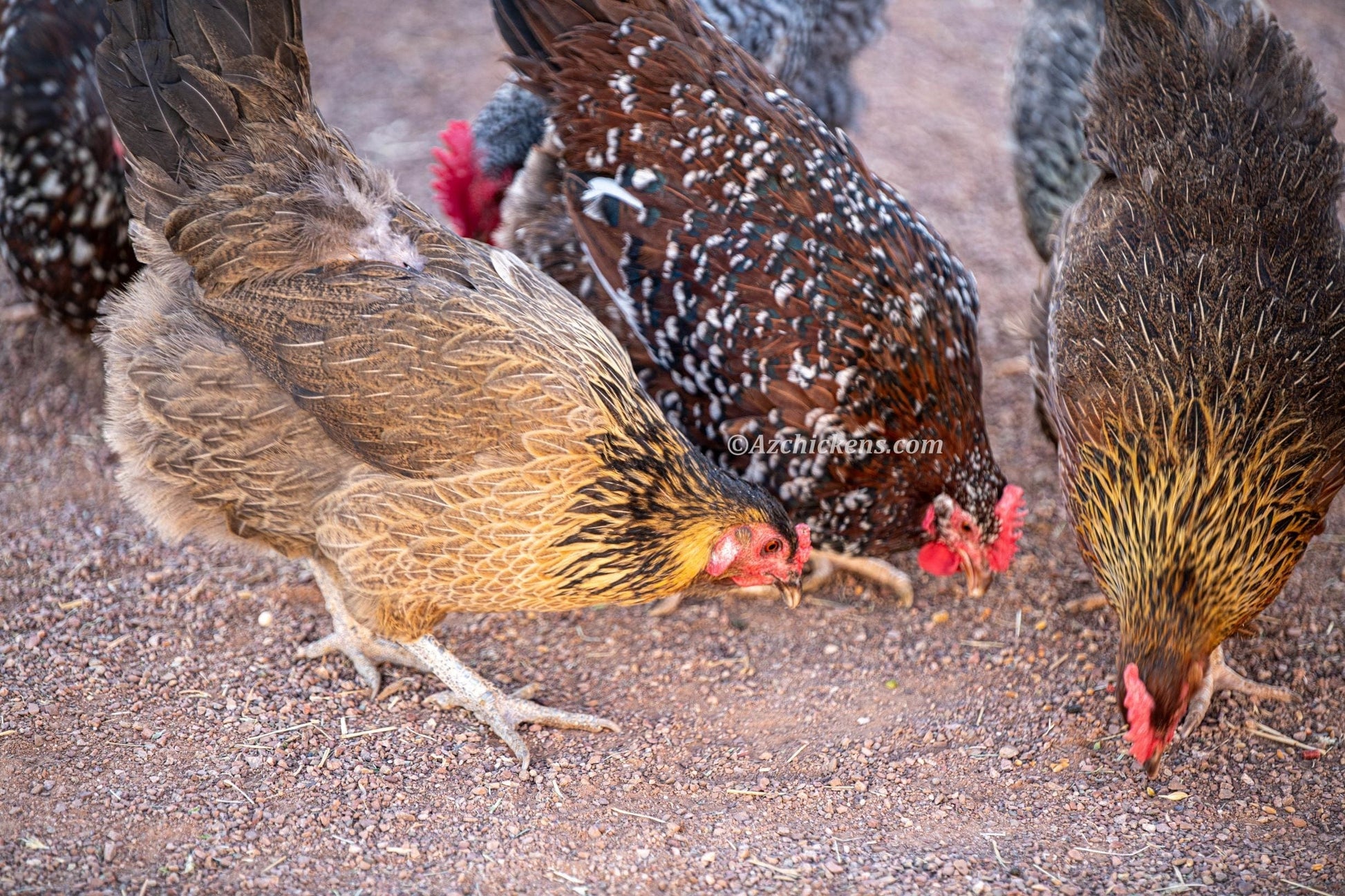 Az Chickens Rainbow Egg Assortment – Buy 10 + 5 Bonus Free (15 All-Female, Shipping Included)