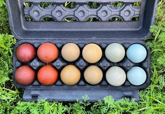 Az Chickens Rainbow Egg Assortment – Buy 10 + 5 Bonus Free (15 All-Female, Shipping Included)