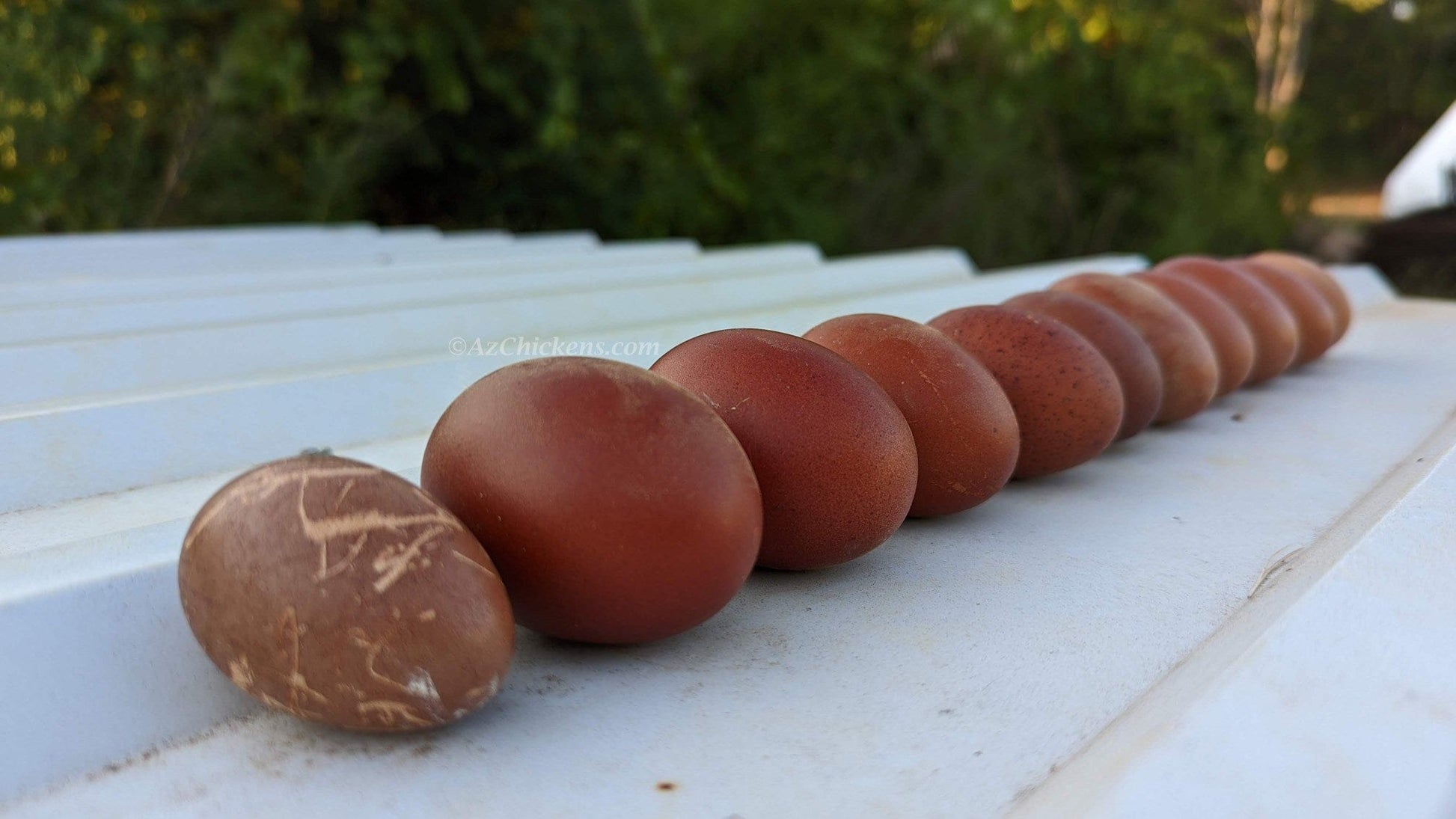 Az Chickens Rainbow Egg Assortment – Buy 10 + 5 Bonus Free (15 All-Female, Shipping Included)