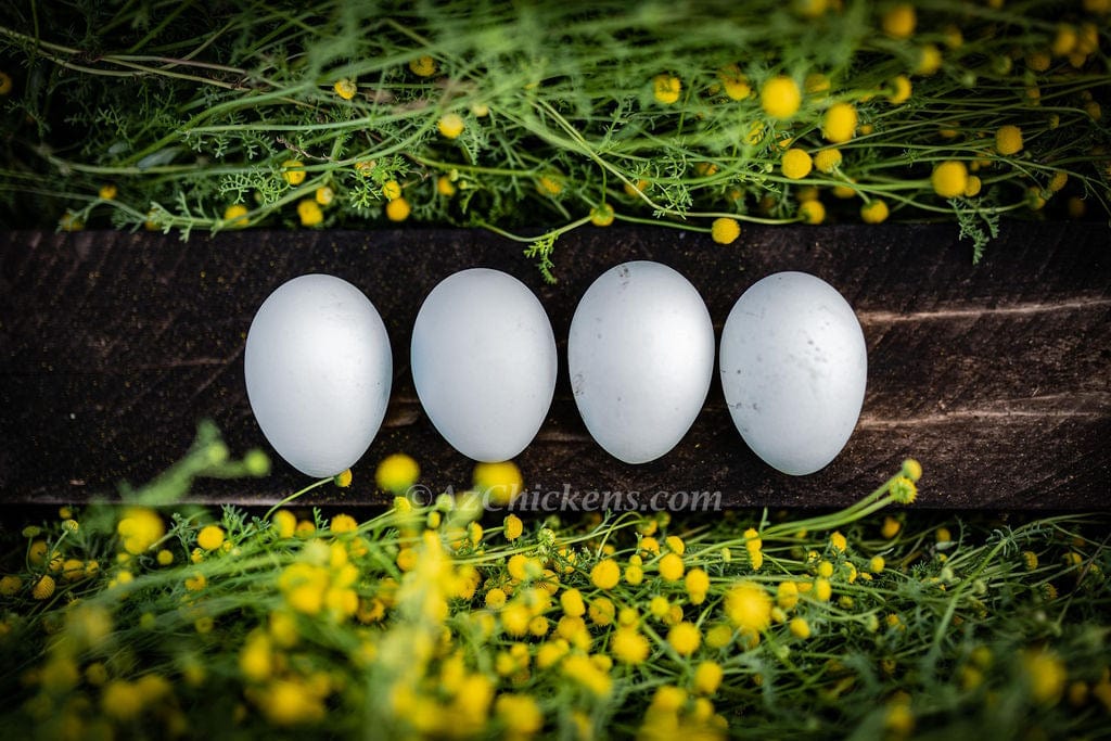 Az Chickens Rainbow Egg Assortment – Buy 10 + 5 Bonus Free (15 All-Female, Shipping Included)