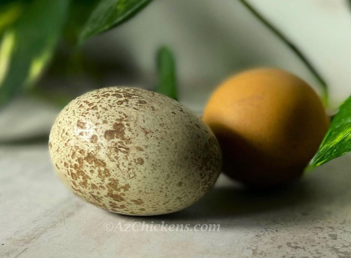 Az Chickens Rainbow Egg Assortment – Buy 10 + 5 Bonus Free (15 All-Female, Shipping Included)