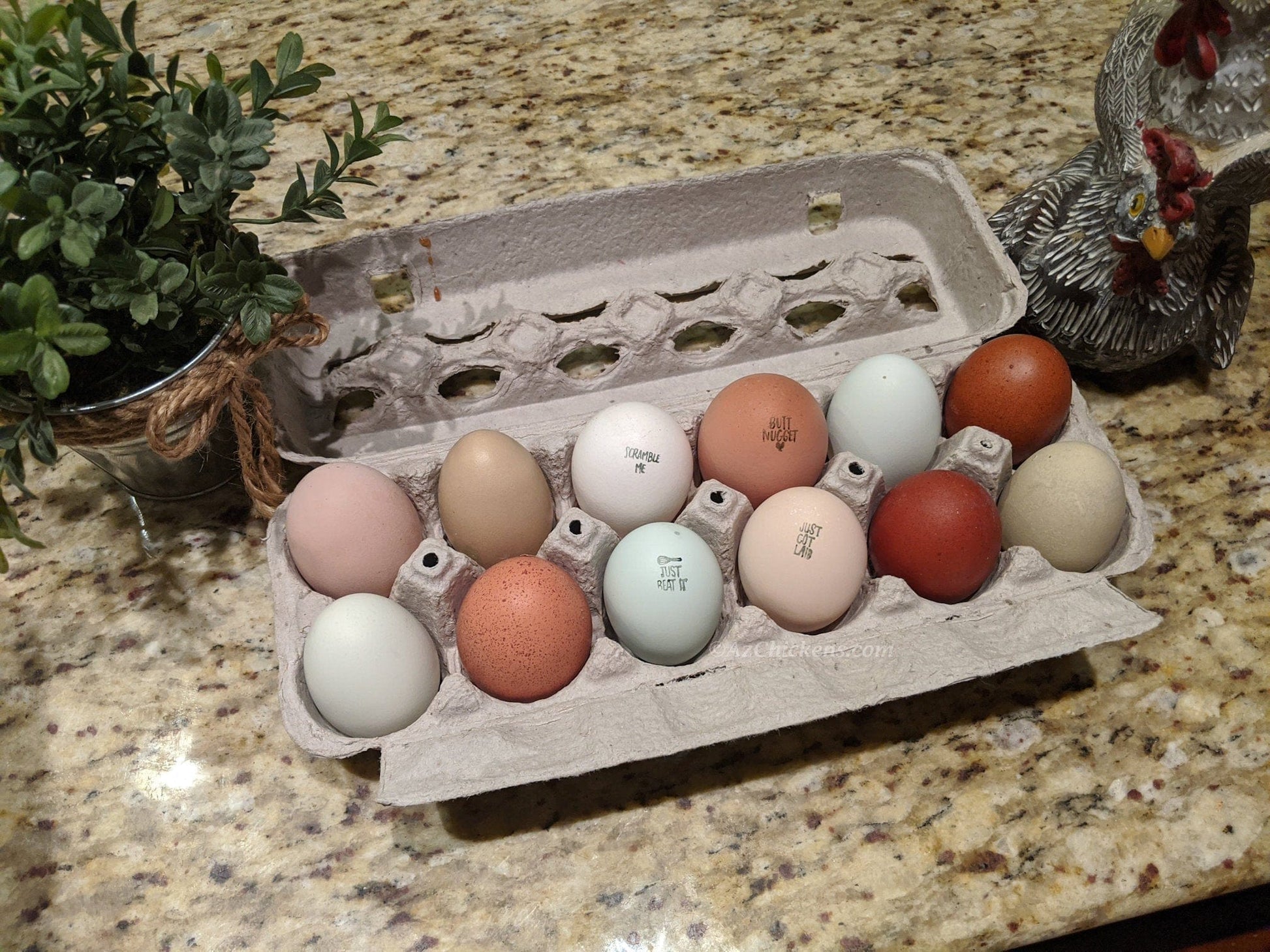 Az Chickens Rainbow Egg Assortment – Buy 10 + 5 Bonus Free (15 All-Female, Shipping Included)