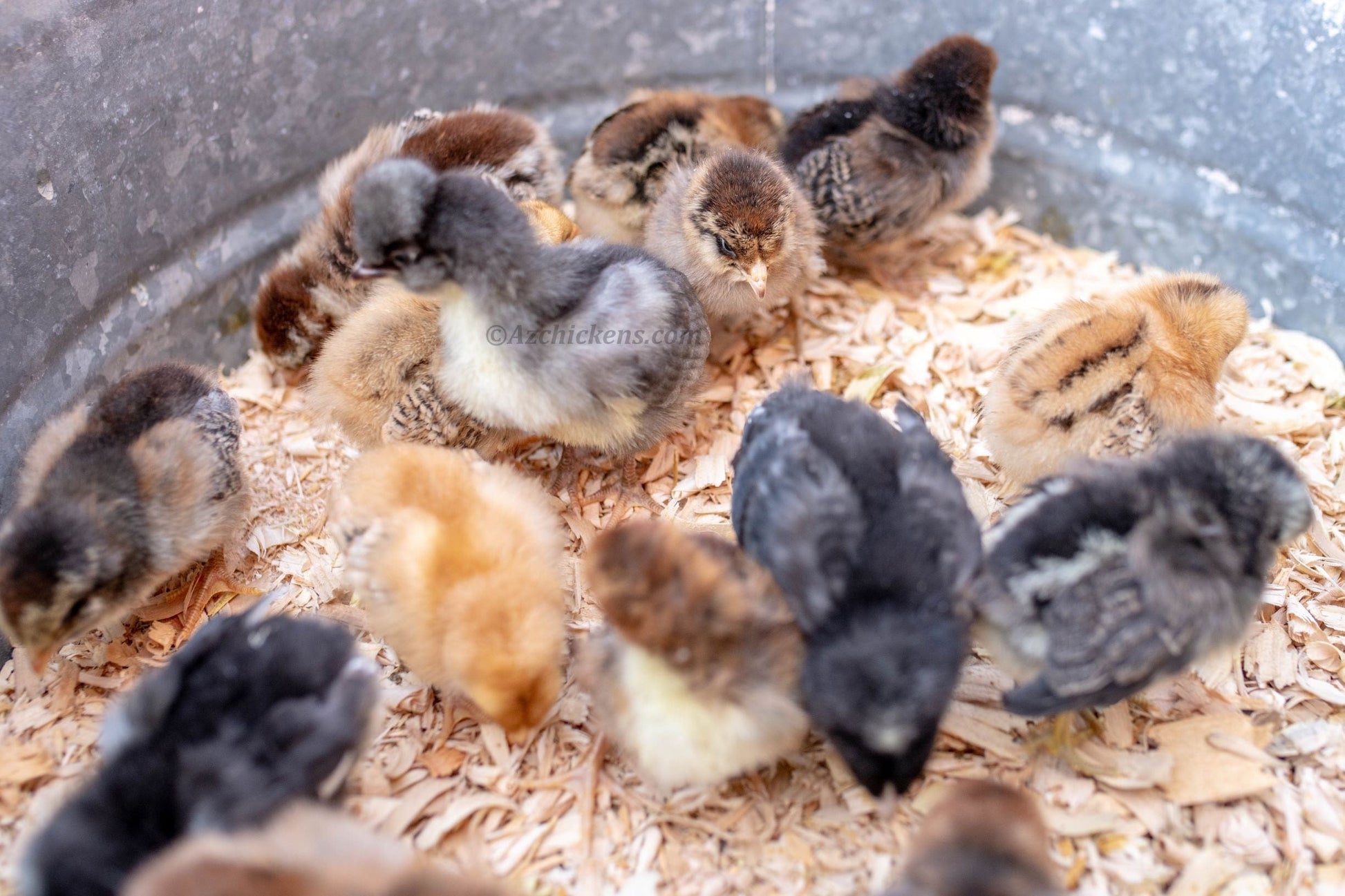Az Chickens Rainbow Egg Assortment – Buy 10 + 5 Bonus Free (15 All-Female, Shipping Included)