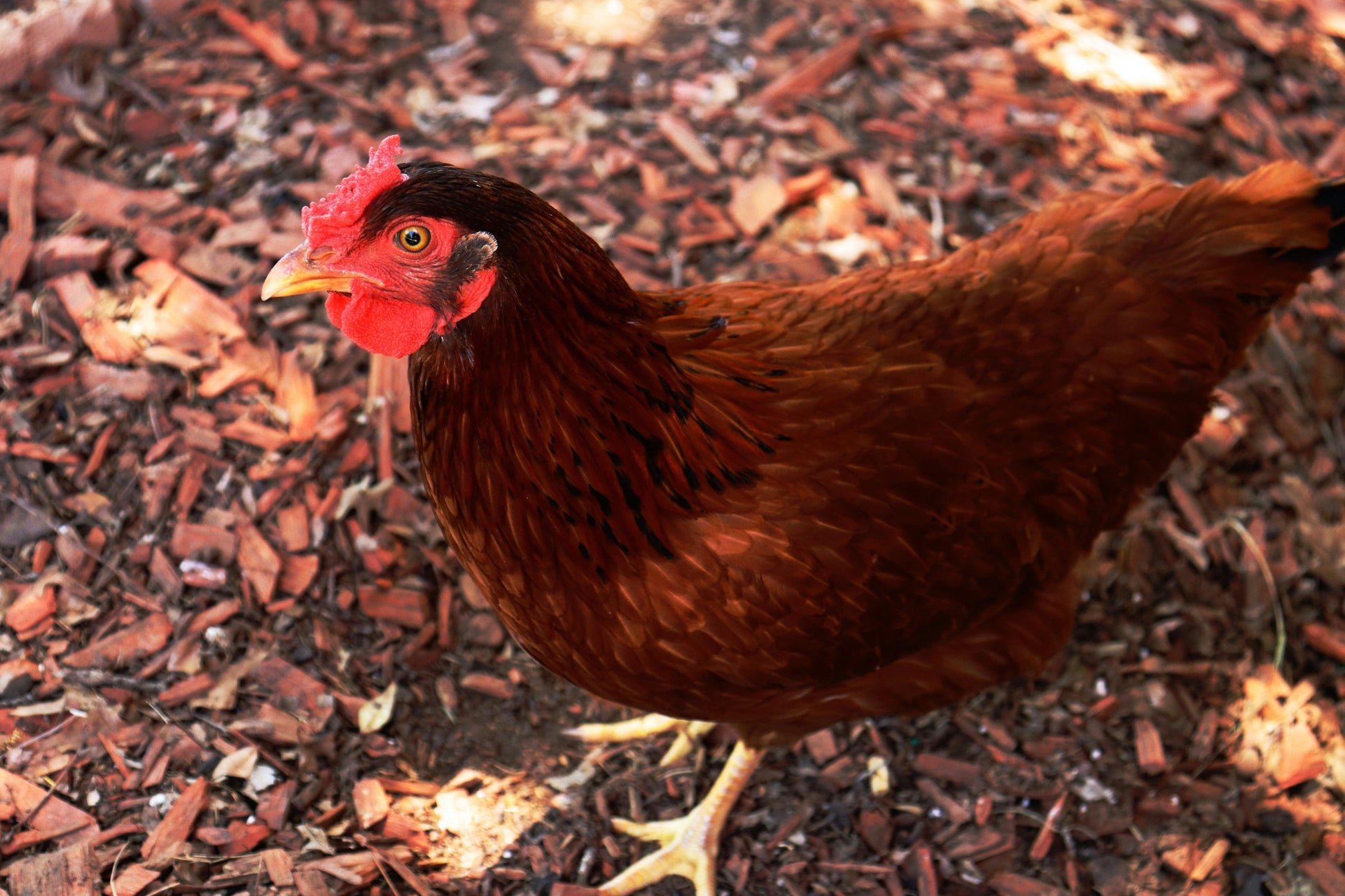 Az Chickens Rhode Island Red Chicks – Buy 10 + 5 Bonus Free (15 All-Female, Shipping Included)