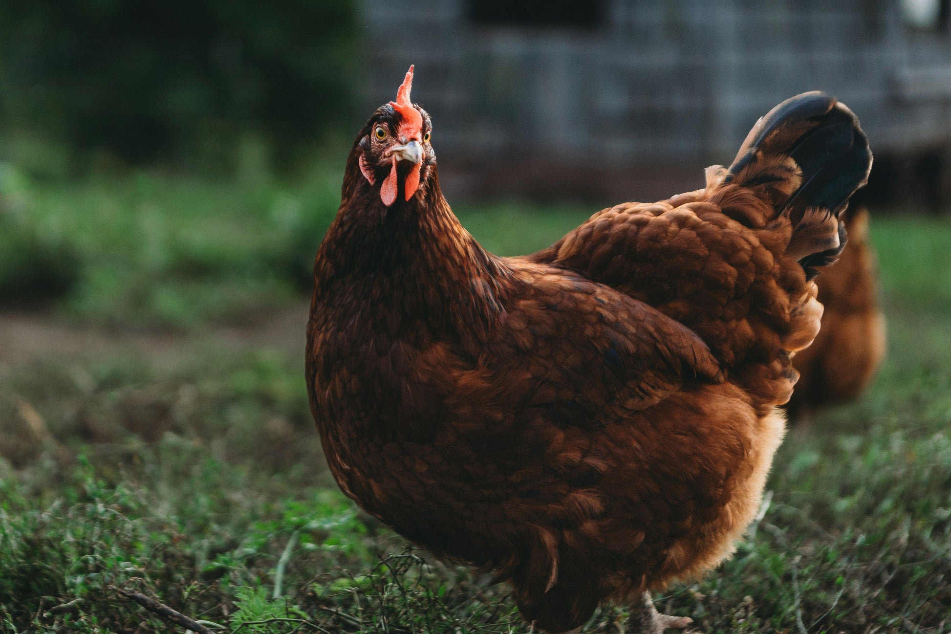 Az Chickens Rhode Island Red Chicks – Buy 10 + 5 Bonus Free (15 All-Female, Shipping Included)