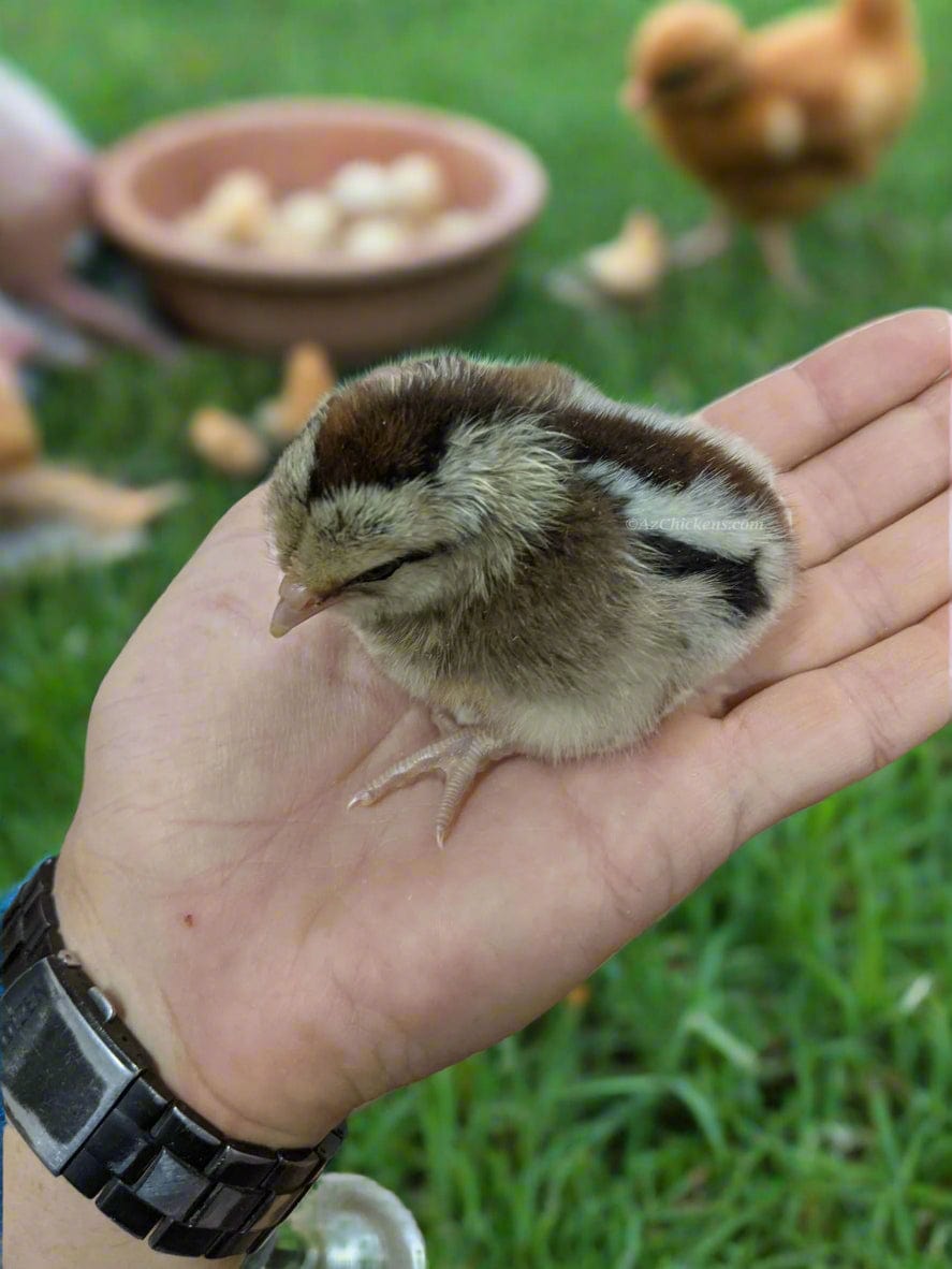 Az Chickens September 10th Easter Egger Chicks – Buy 10 + 5 Bonus Free (15 All-Female, Shipping Included)