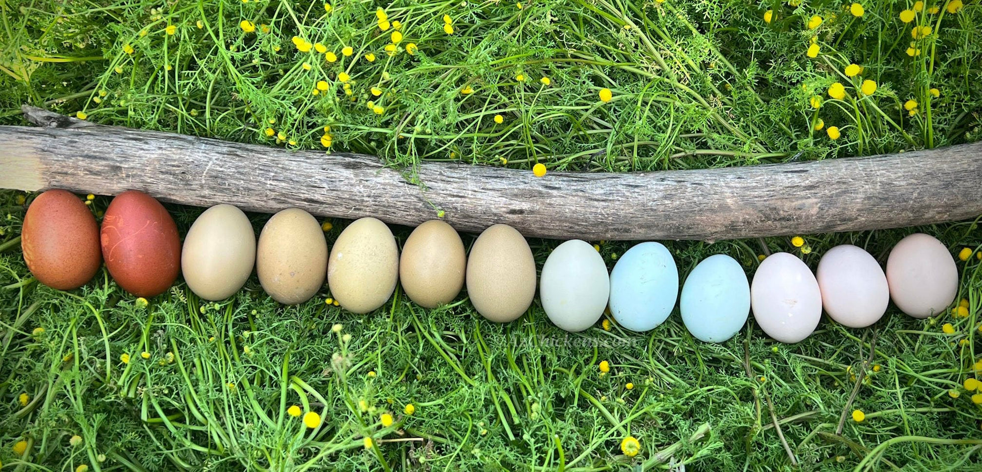 Az Chickens September 10th Rainbow Egg Assortment – Buy 10 + 5 Bonus Free (15 All-Female, Shipping Included)