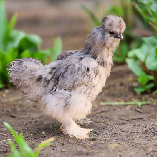 Az Chickens Silkie Chicks – Buy 6 + 3 Bonus Free (9 Unsexed, Mixed Colors, Shipping Included)