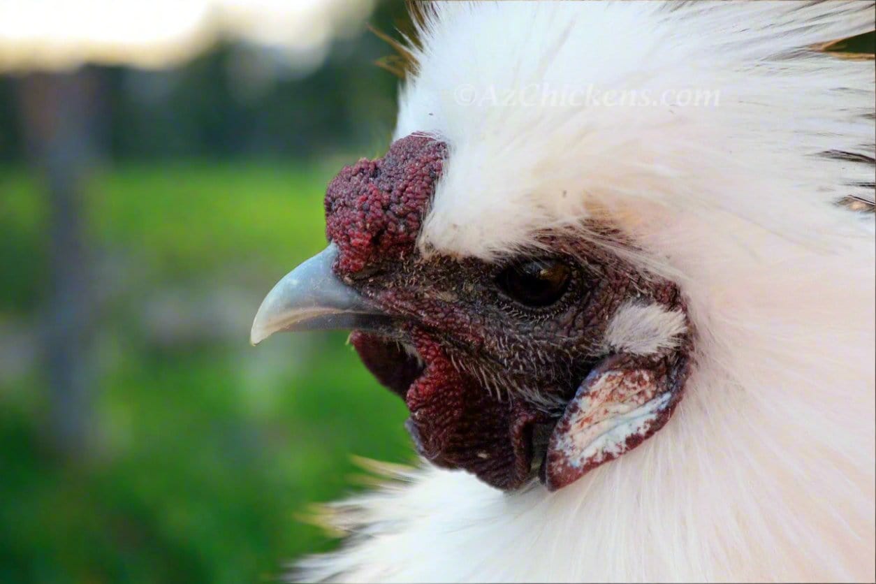 Az Chickens Silkie Chicks – Buy 6 + 3 Bonus Free (9 Unsexed, Mixed Colors, Shipping Included)