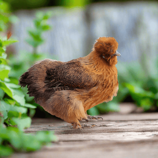 Az Chickens Silkie Chicks – Buy 6 + 3 Bonus Free (9 Unsexed, Mixed Colors, Shipping Included)
