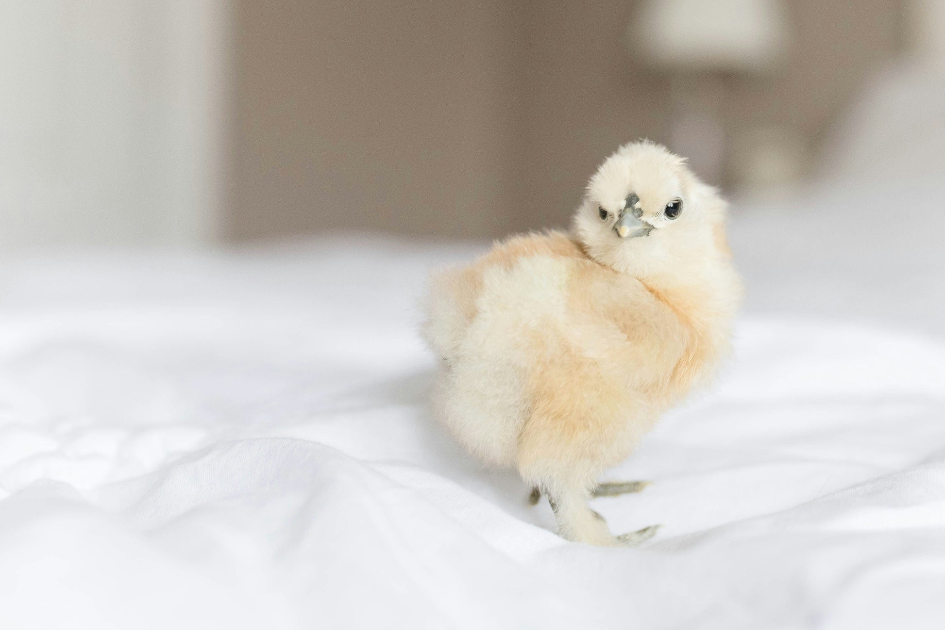 Az Chickens Silkie Chicks – Buy 6 + 3 Bonus Free (9 Unsexed, Mixed Colors, Shipping Included)