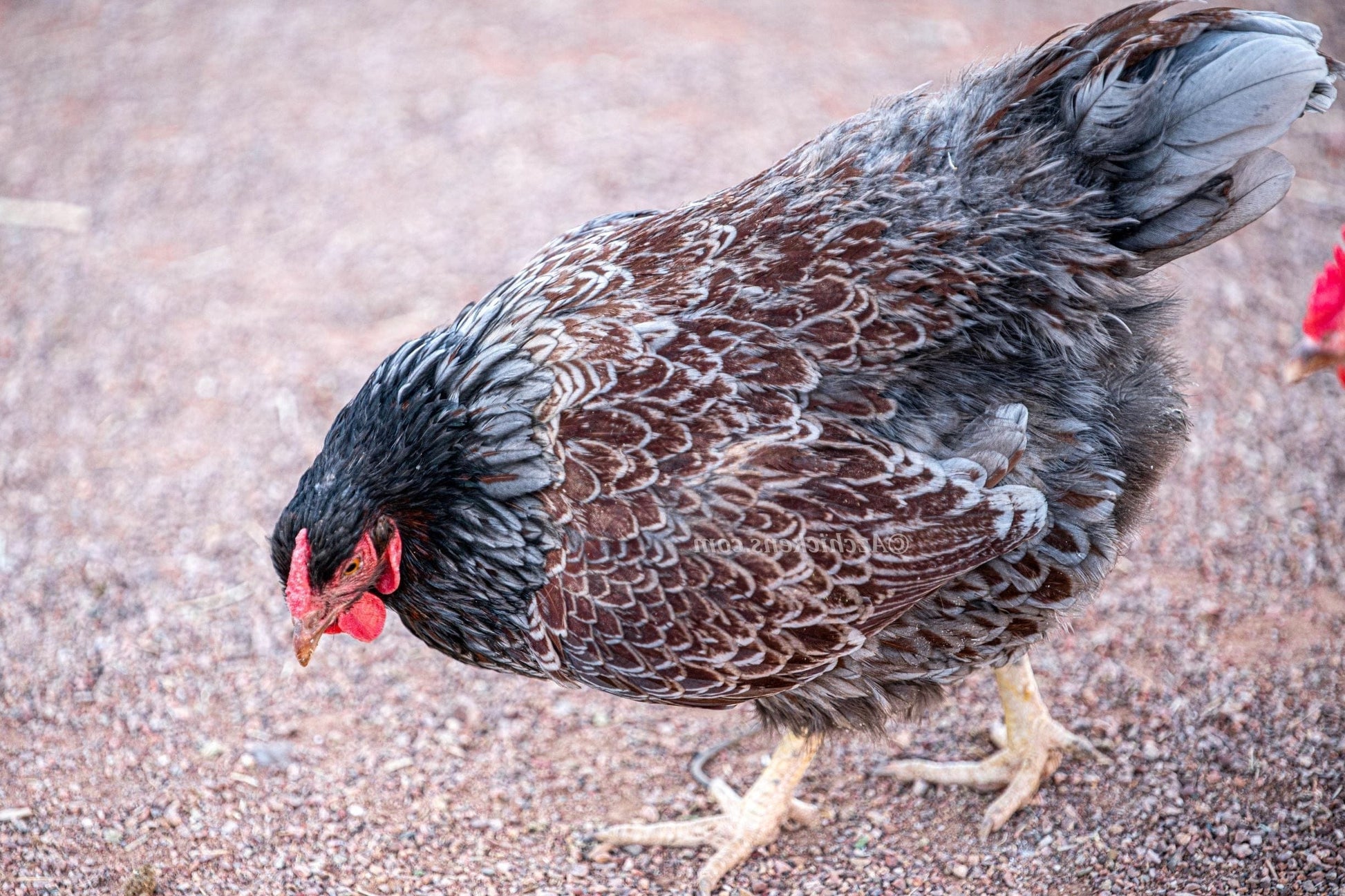 Az Chickens Speckled Sussex Chicks Blue Laced Red Wyandotte Chicks – Buy 6 + 4 Bonus Free (10 Females Total, Shipping Included)