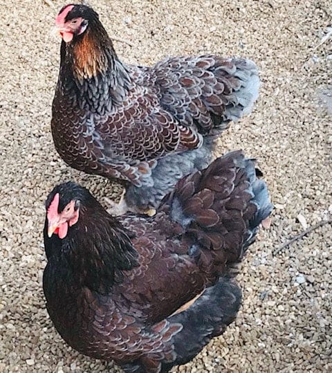 Az Chickens Speckled Sussex Chicks Blue Laced Red Wyandotte Chicks – Buy 6 + 4 Bonus Free (10 Females Total, Shipping Included)