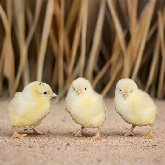 Az Chickens White Leghorn Chicks – Buy 10 + 5 Bonus Free (15 All-Female, Shipping Included)