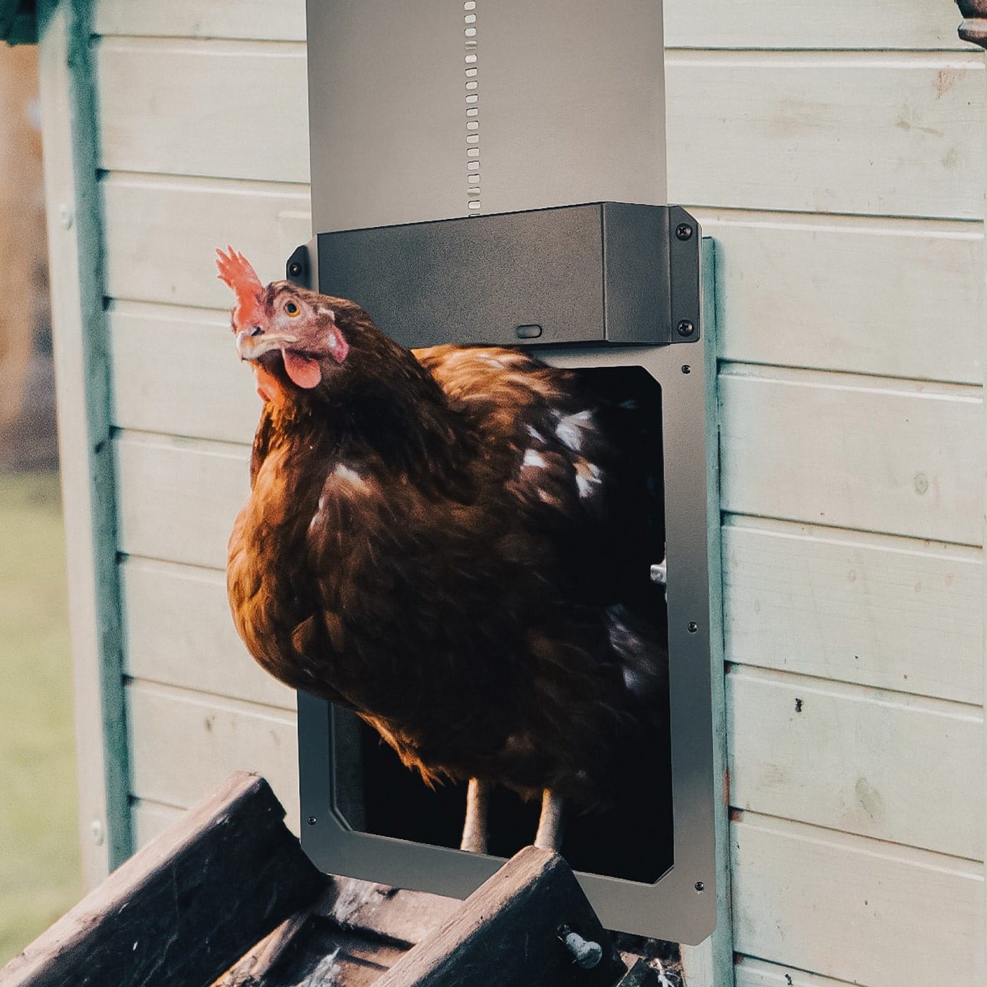 My Pet Chicken Automatic Chicken Doors Farmight Automatic Chicken Coop Door, Aluminum