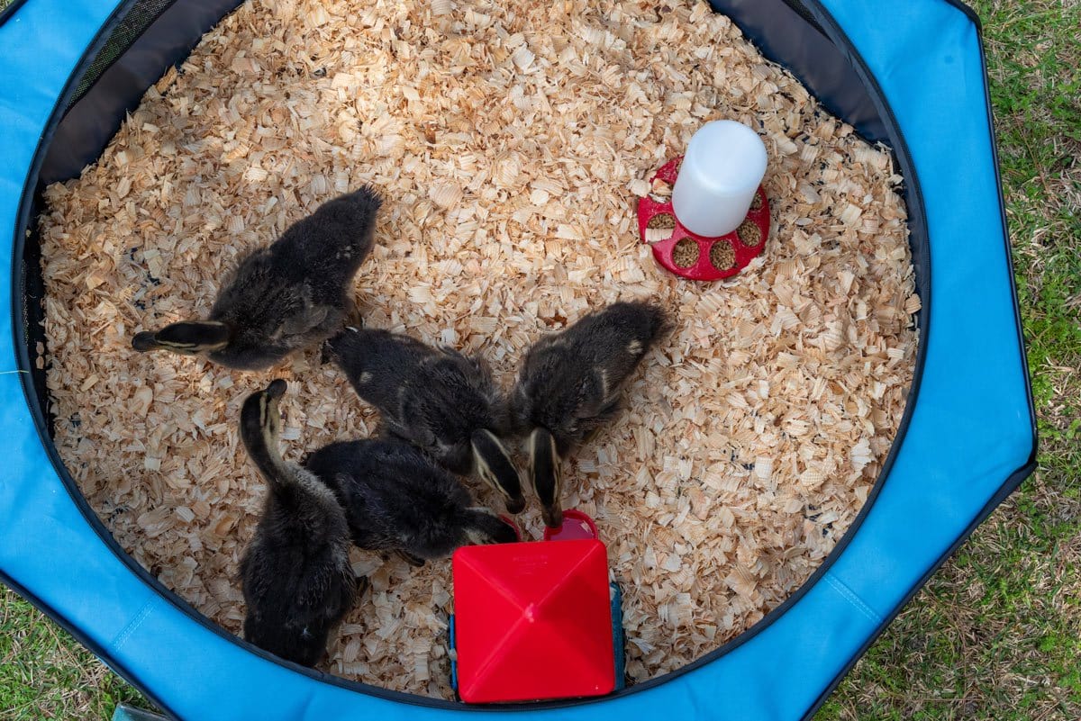 My Pet Chicken Baby Chick Supplies My Pet Chicken Hen Pen Pop-Up Brooder