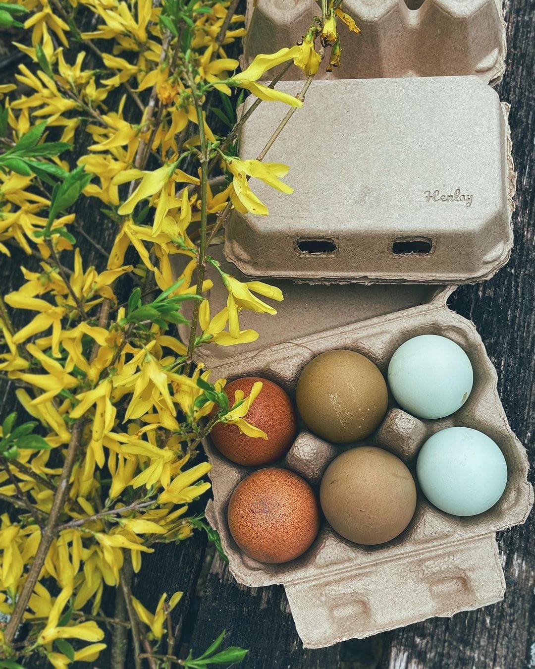 My Pet Chicken Egg Cartons Half Dozen Egg Cartons - Henlay Blank Flat Top, Six Pack, 2 colors, 20 or 100