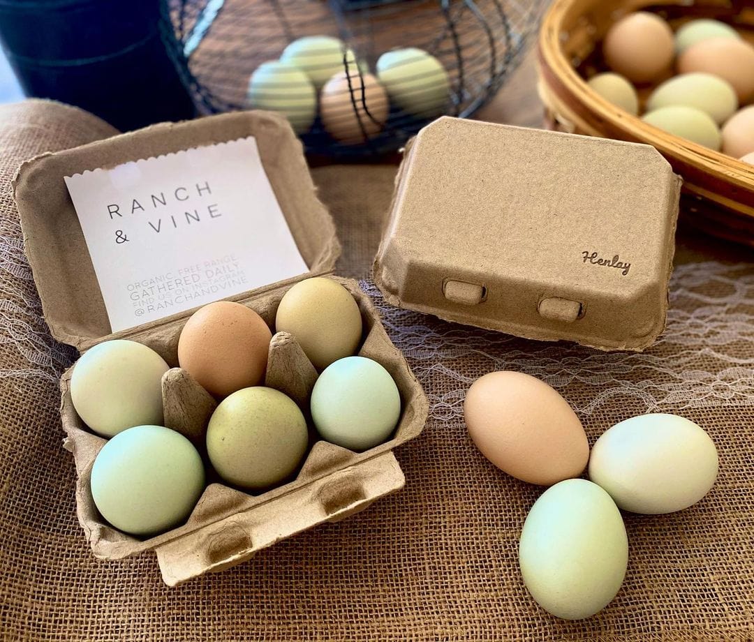 My Pet Chicken Egg Cartons Half Dozen Egg Cartons - Henlay Blank Flat Top, Six Pack, 2 colors, 20 or 100